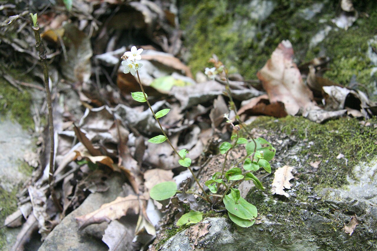 Myosotis pottsiana