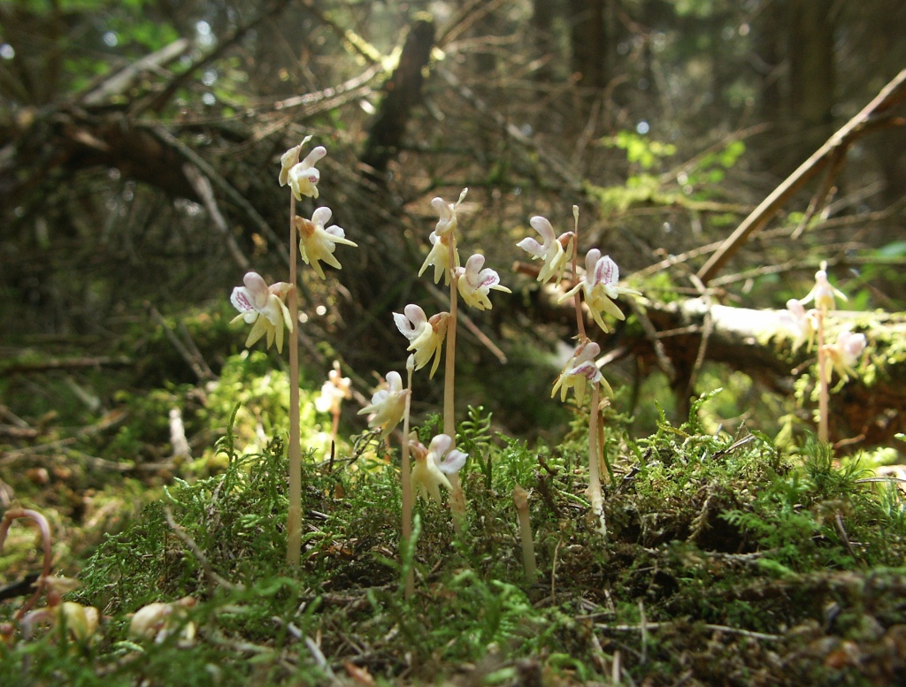 Epipogium aphyllum