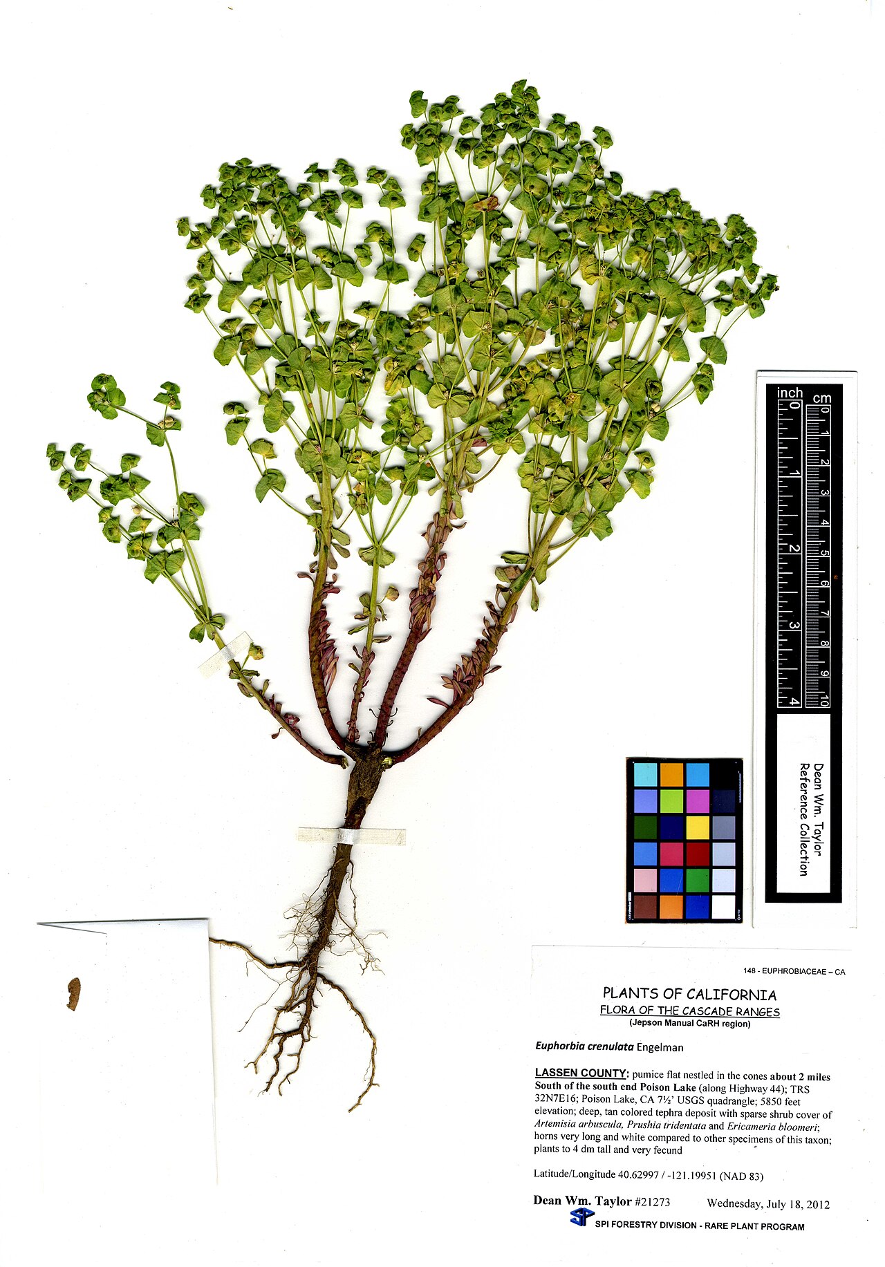 Euphorbia crenulata