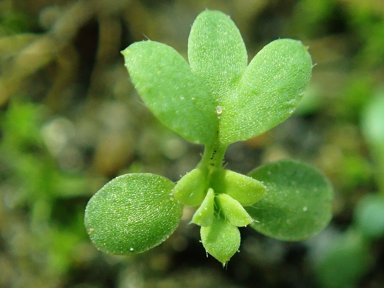Aphanes occidentalis
