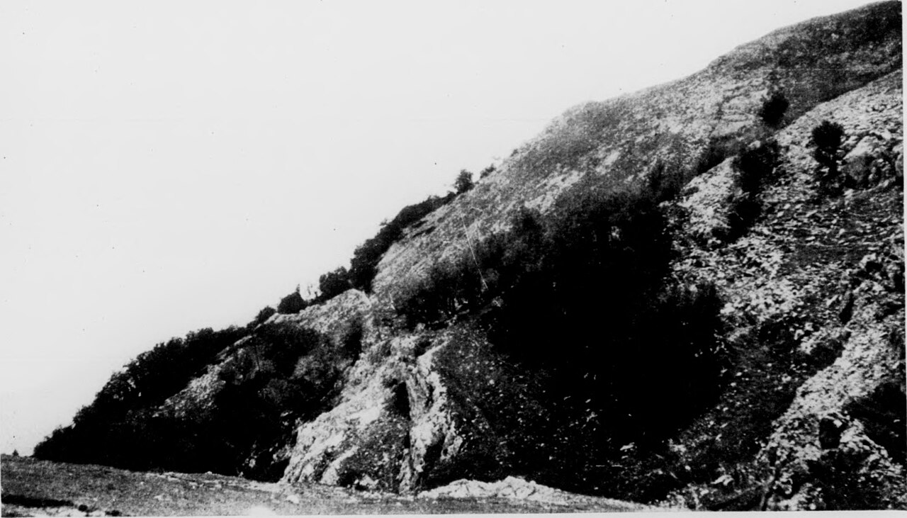 Seseli nemorosum