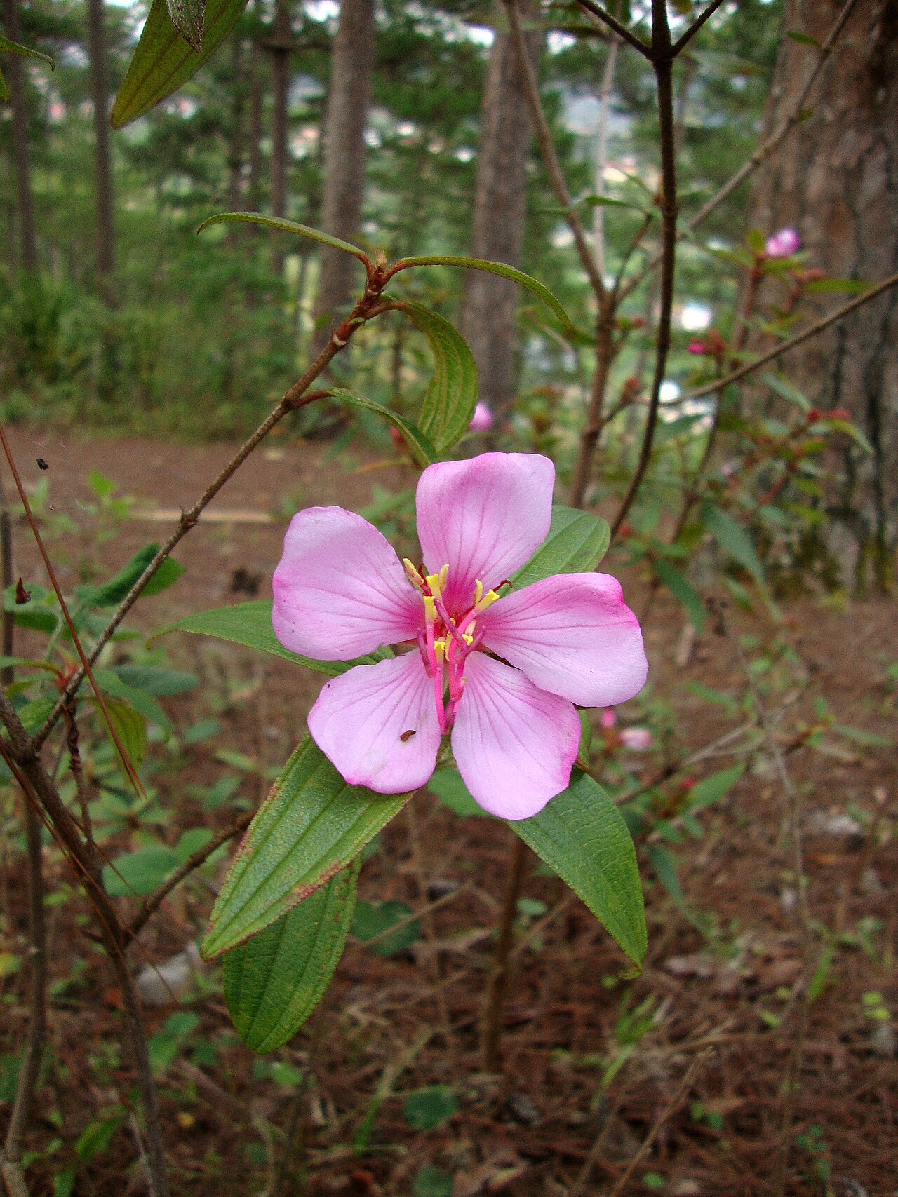 Melastoma malabathricum