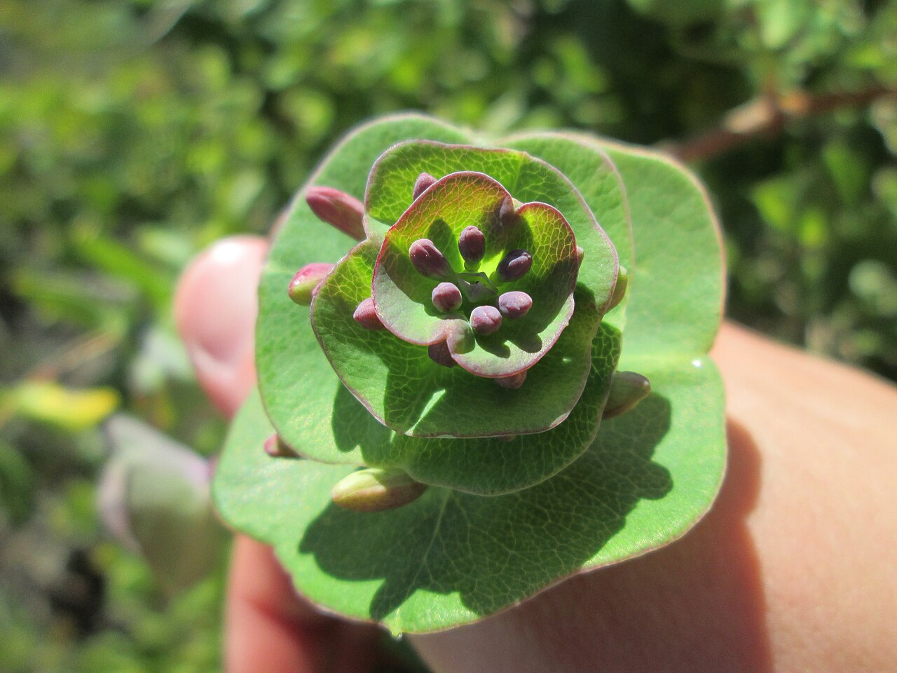 Euphorbia pedroi