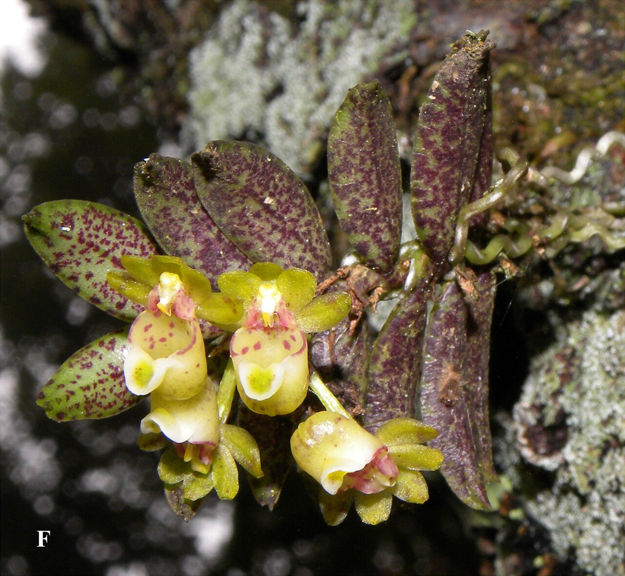 Gastrochilus fuscopunctatus