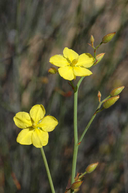 Hibbertia conspicua