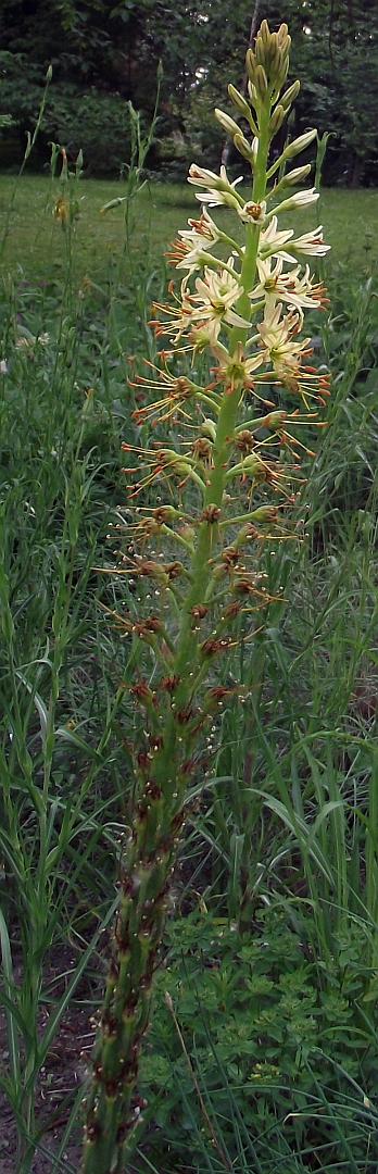 Eremurus thiodanthus
