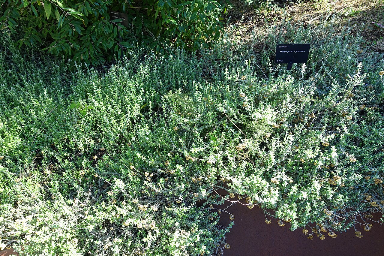 Helichrysum cymosum