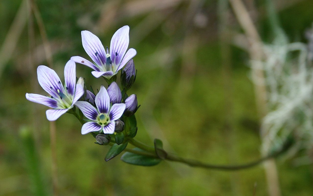 Gentianella corymbosa