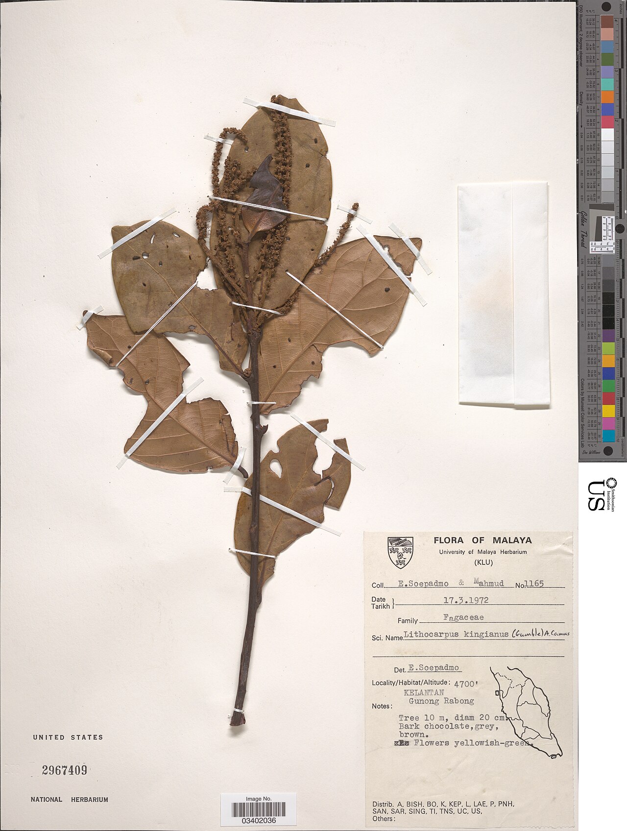 Lithocarpus kingianus