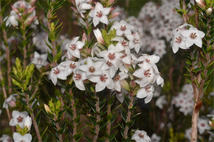 Epacris barbata