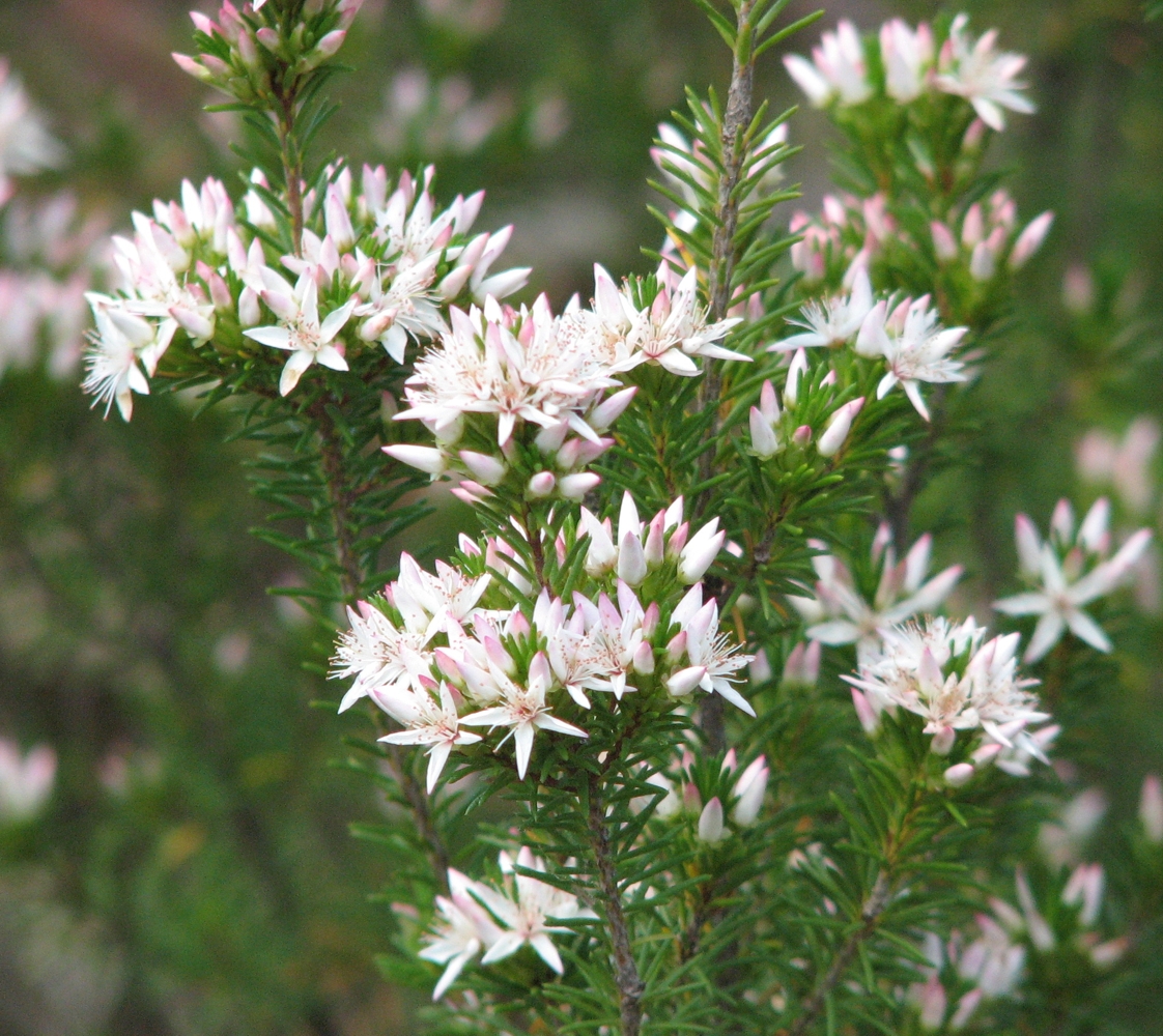 Calytrix sullivanii