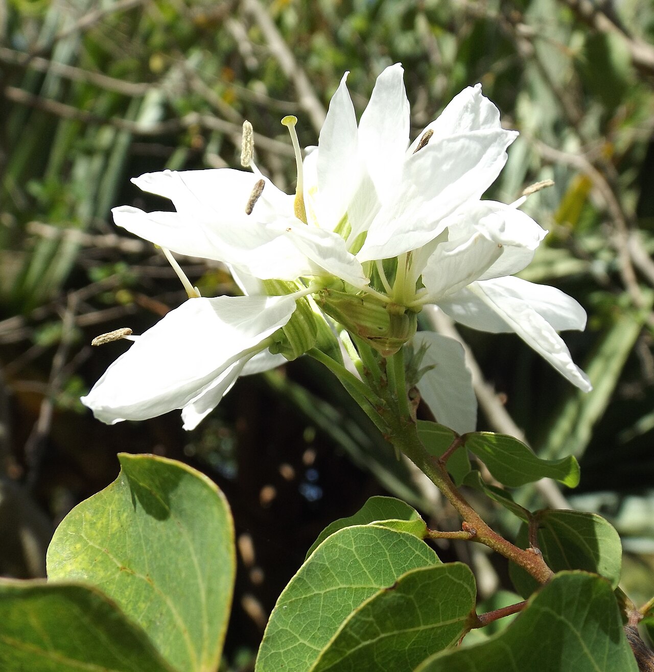 Bauhinia lunarioides