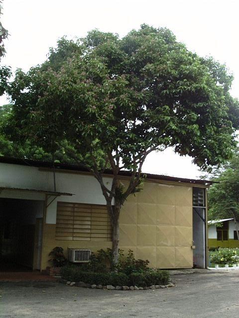 Diphysa punctata