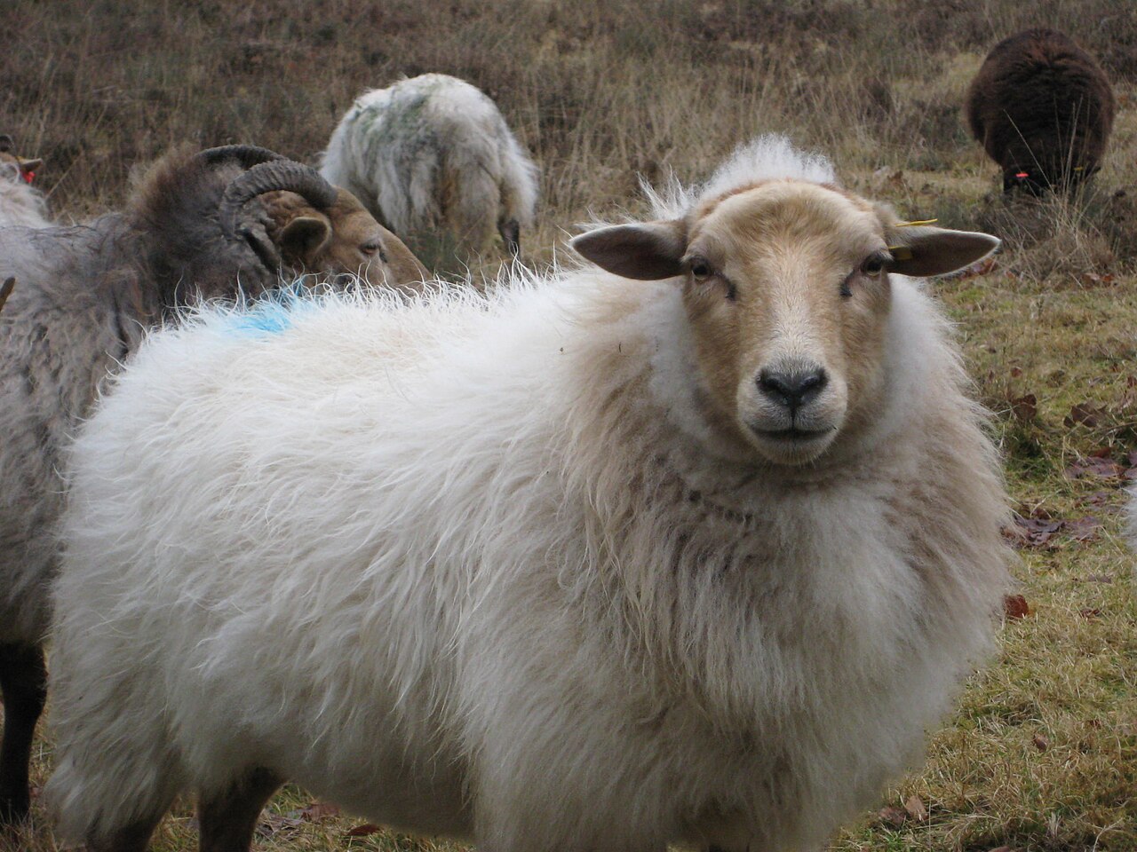 Drenthe Heath Sheep