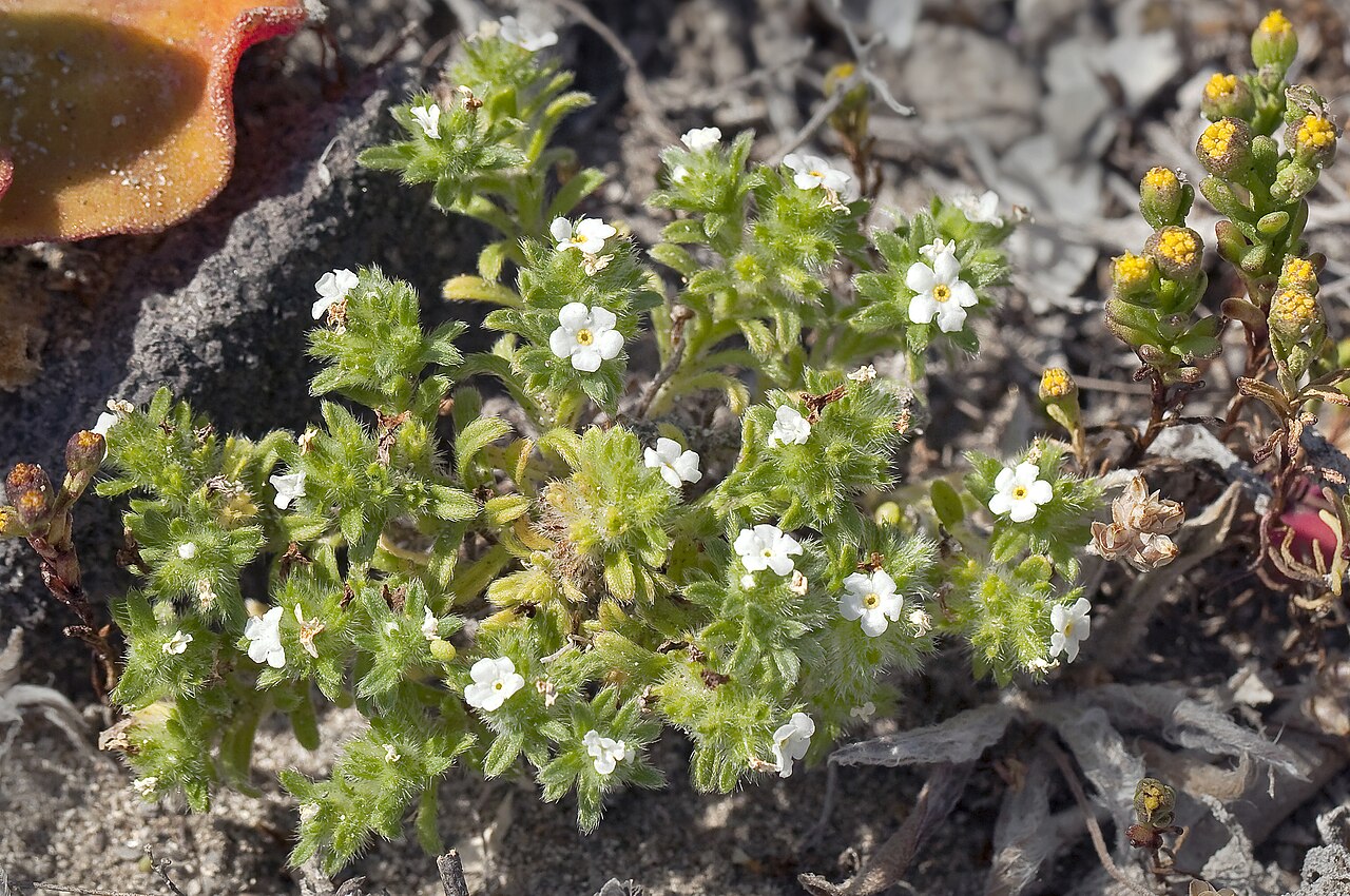 Cryptantha traskiae