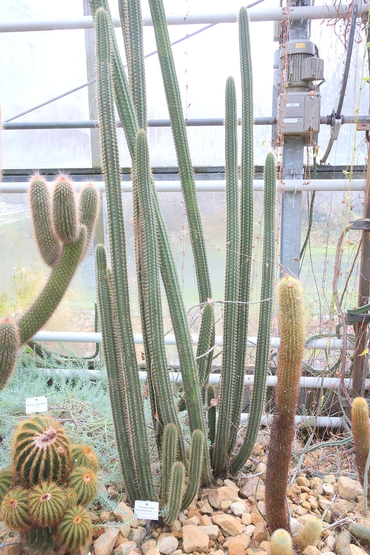 Cleistocactus morawetzianus
