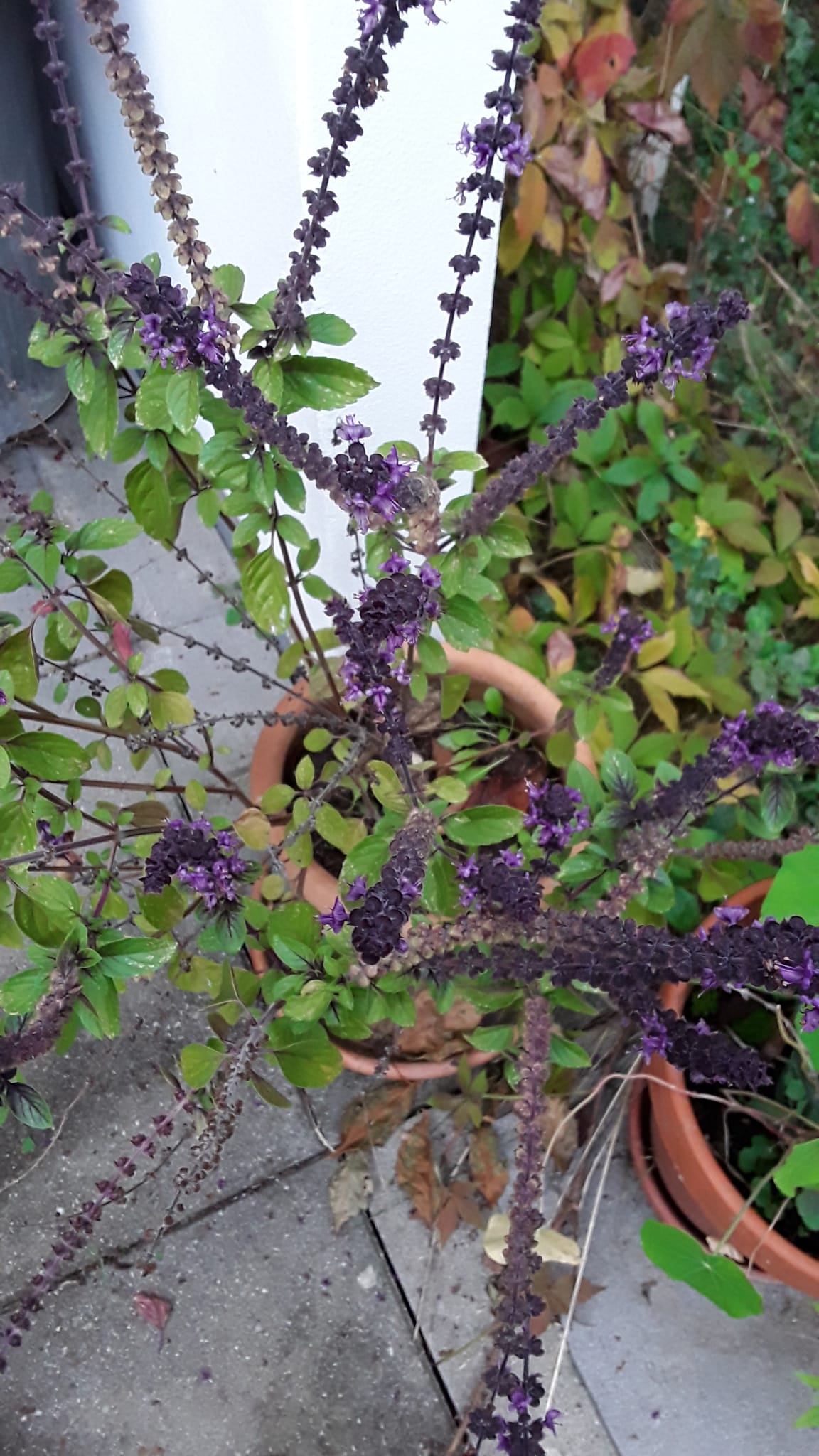 Camphor basil