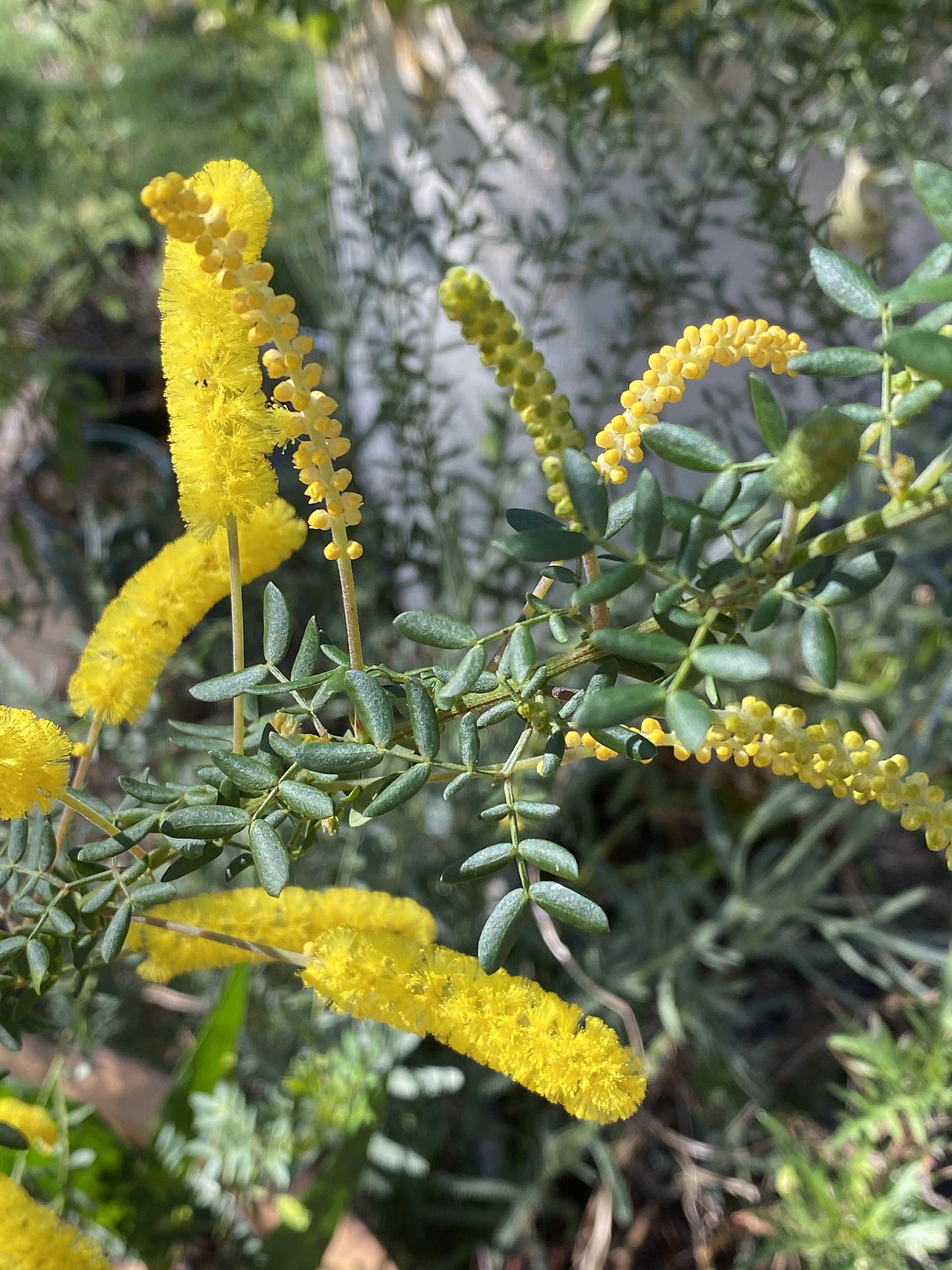 Drummond's wattle