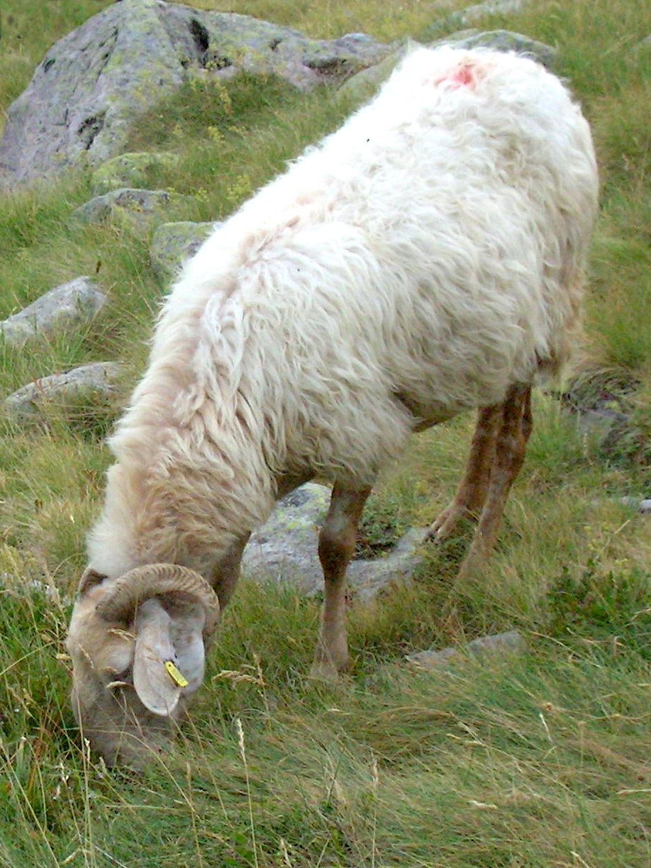 Brigasca