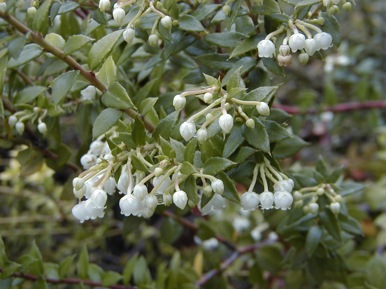 Gaultheria mucronata