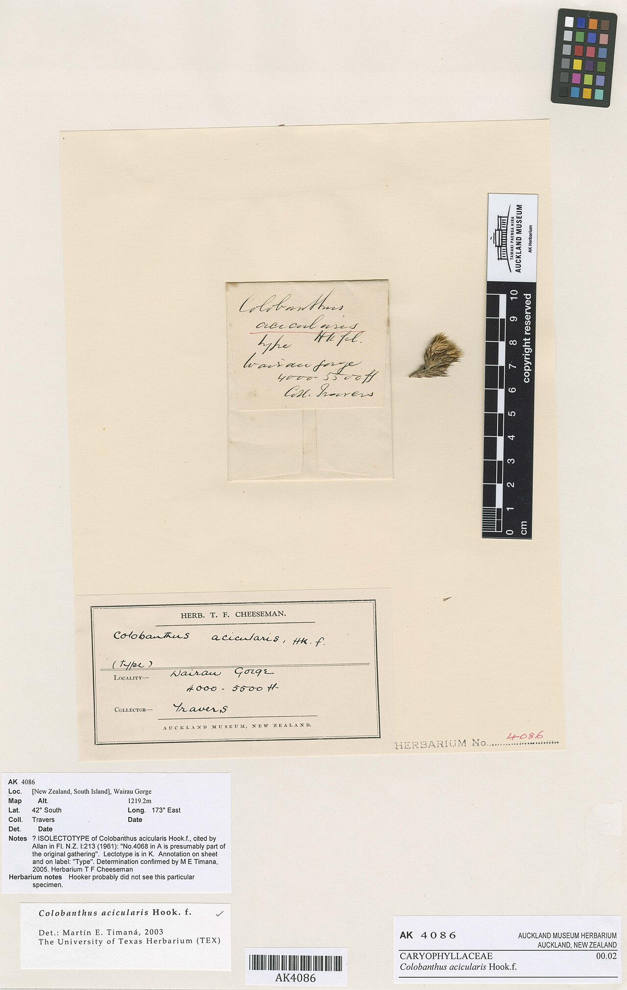 Colobanthus acicularis