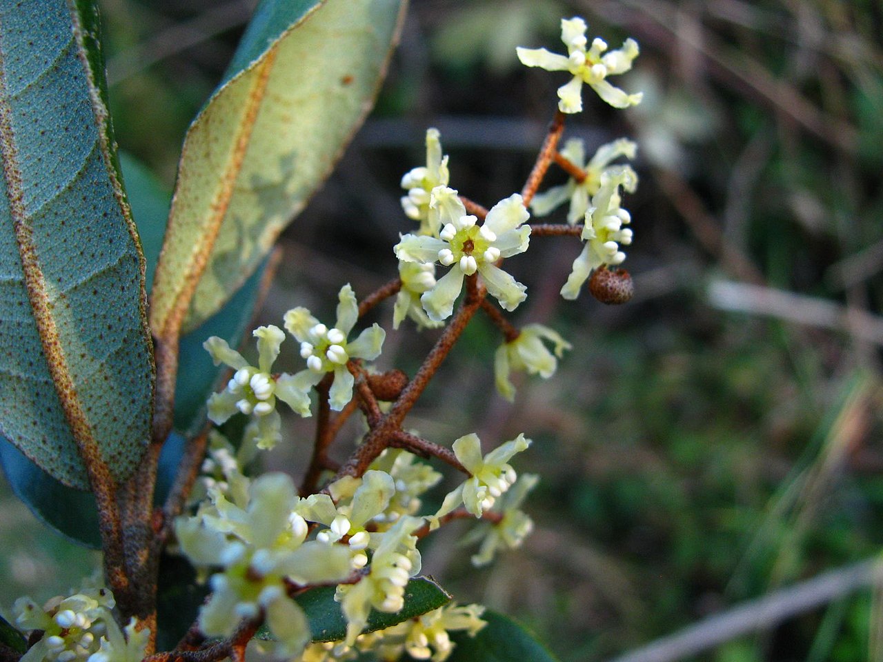 Aextoxicon punctatum