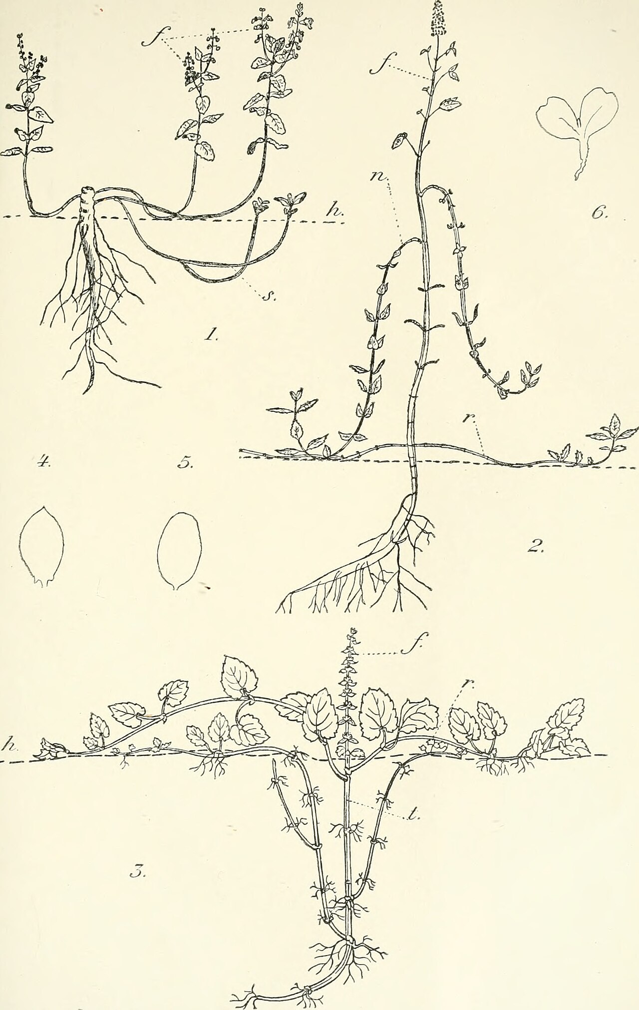 Mentha silvatica