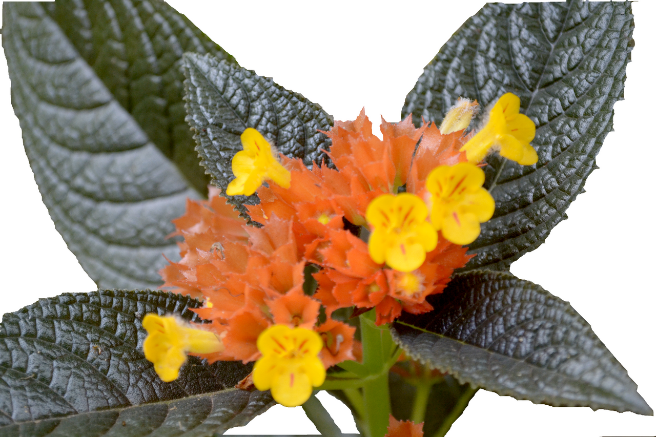 Chrysothemis pulchella