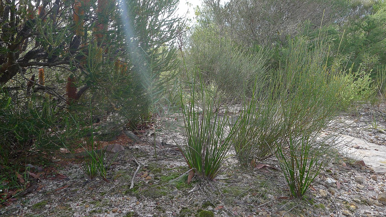 Lepidosperma viscidum