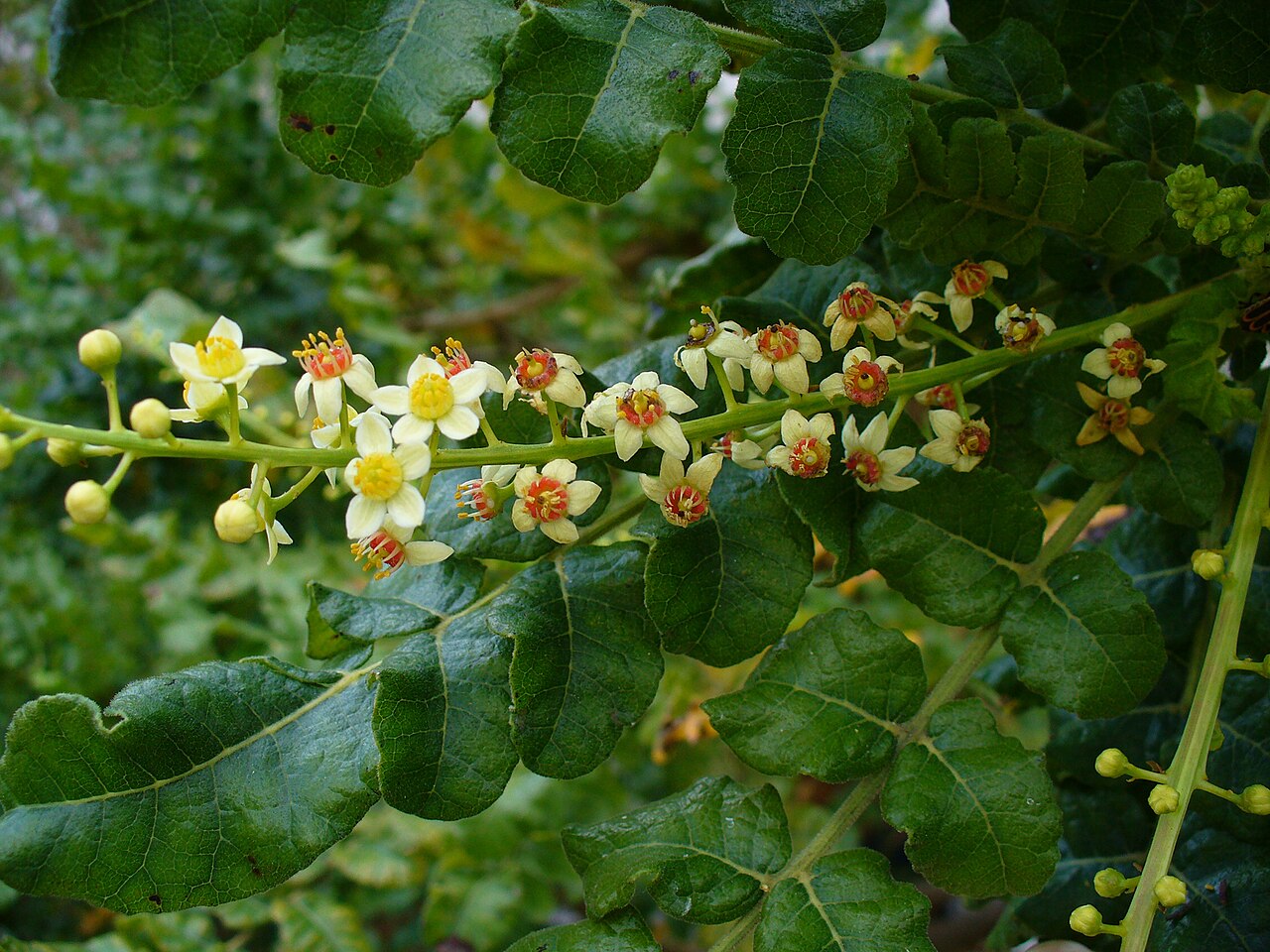 Boswellia carterii