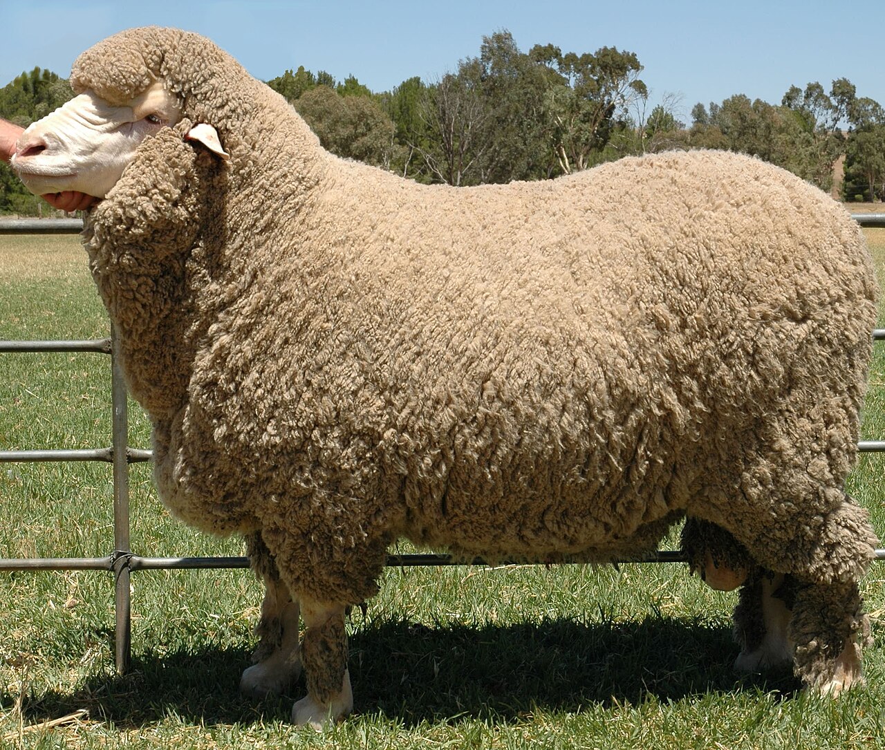 Poll Merino