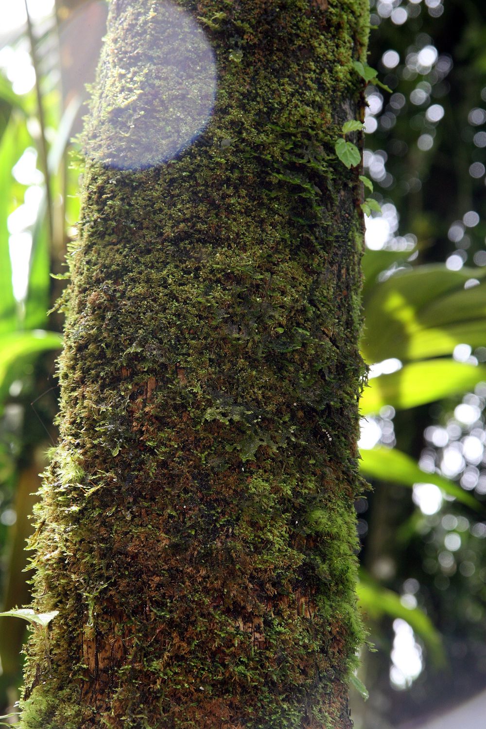 Calyptronoma plumeriana