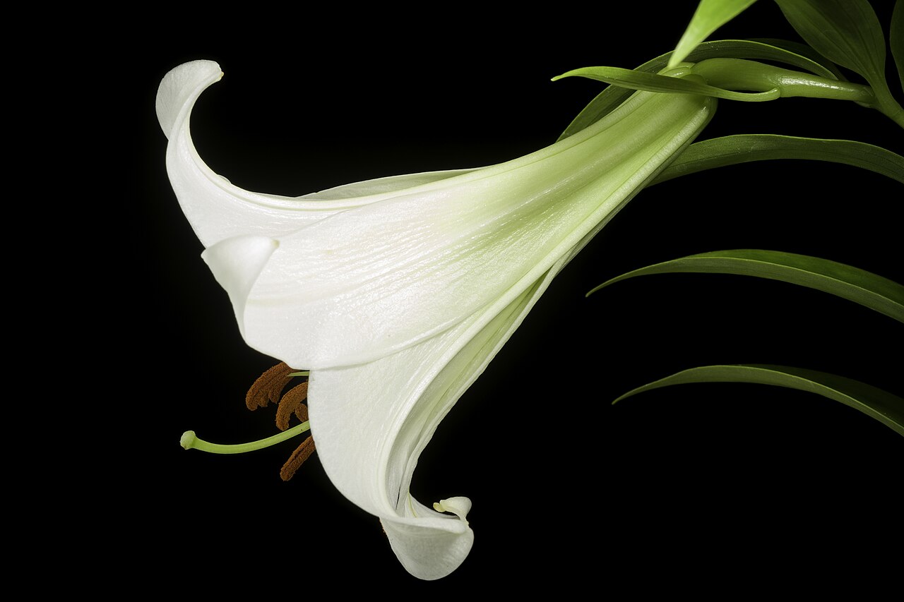 Lilium ukeyuri