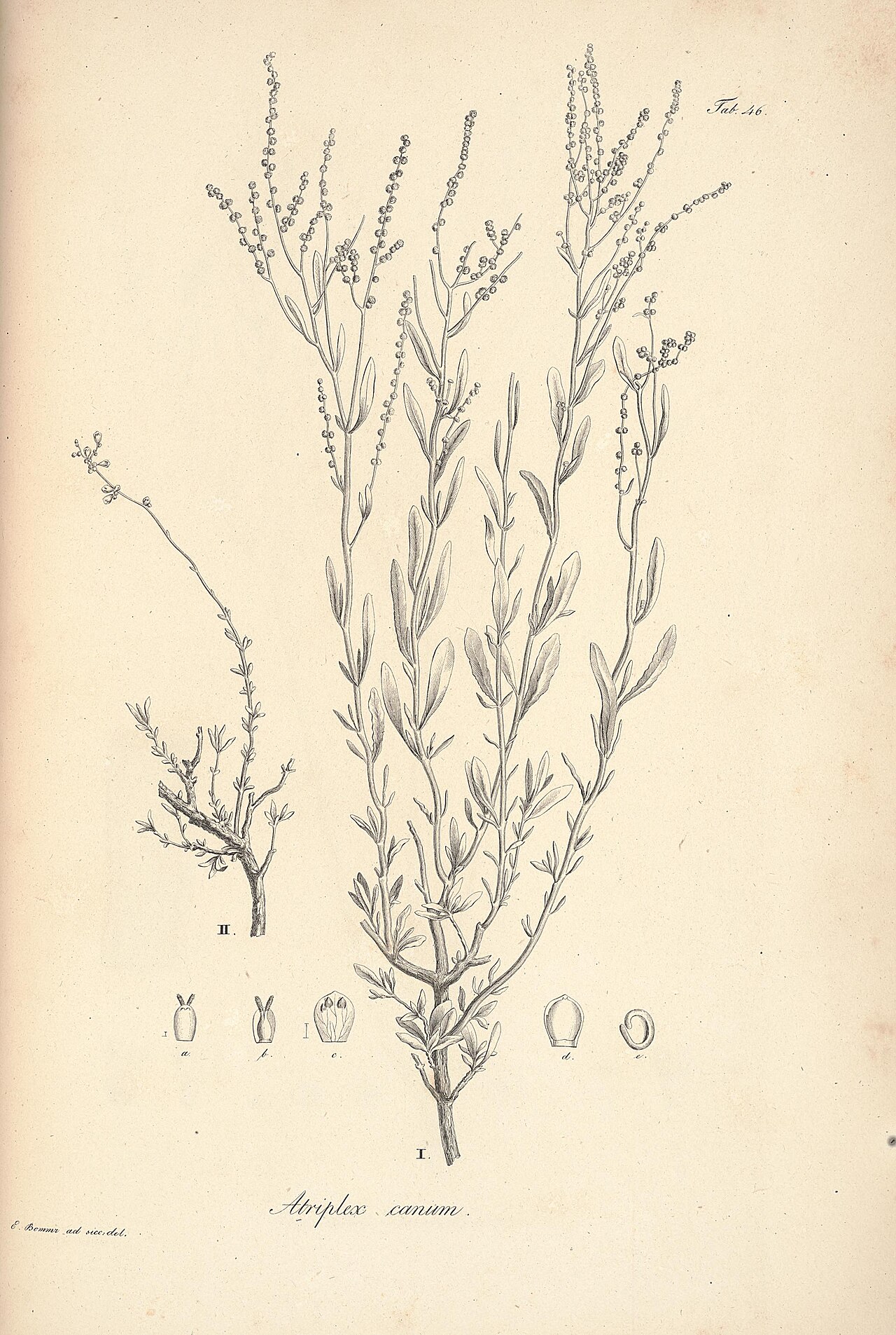 Atriplex cana