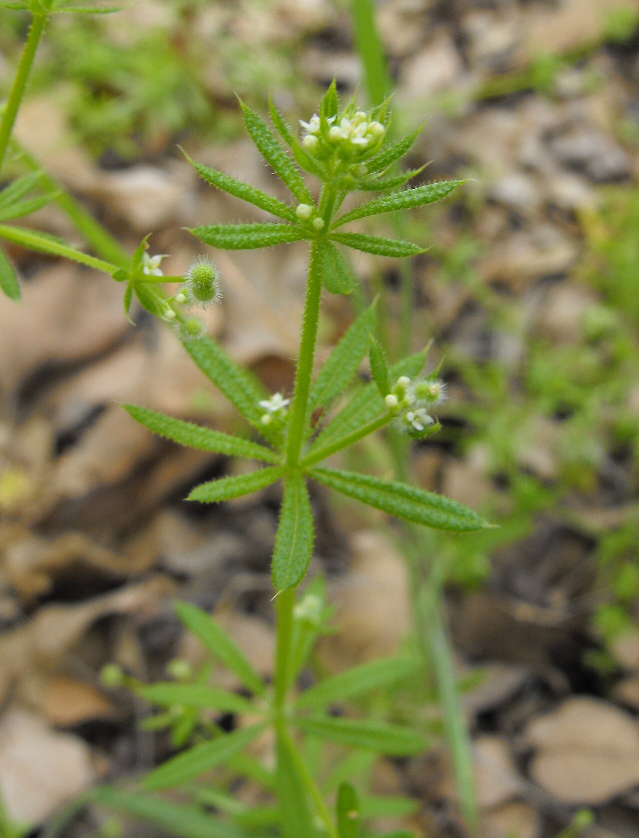 Galium catalinense