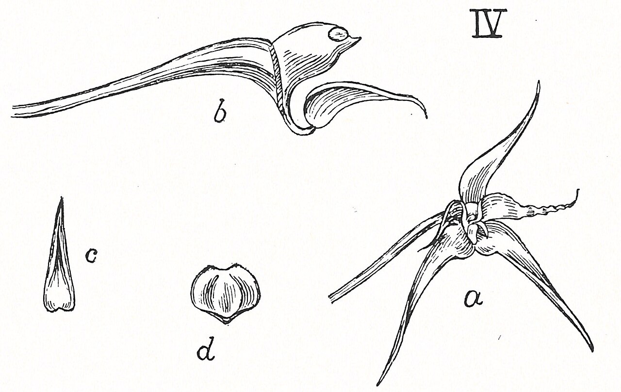 Bulbophyllum compressum