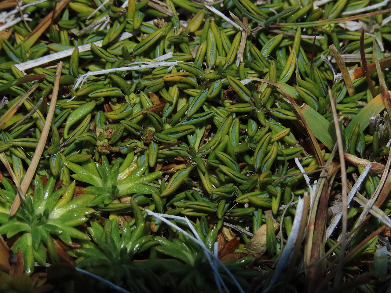 Azorella filamentosa