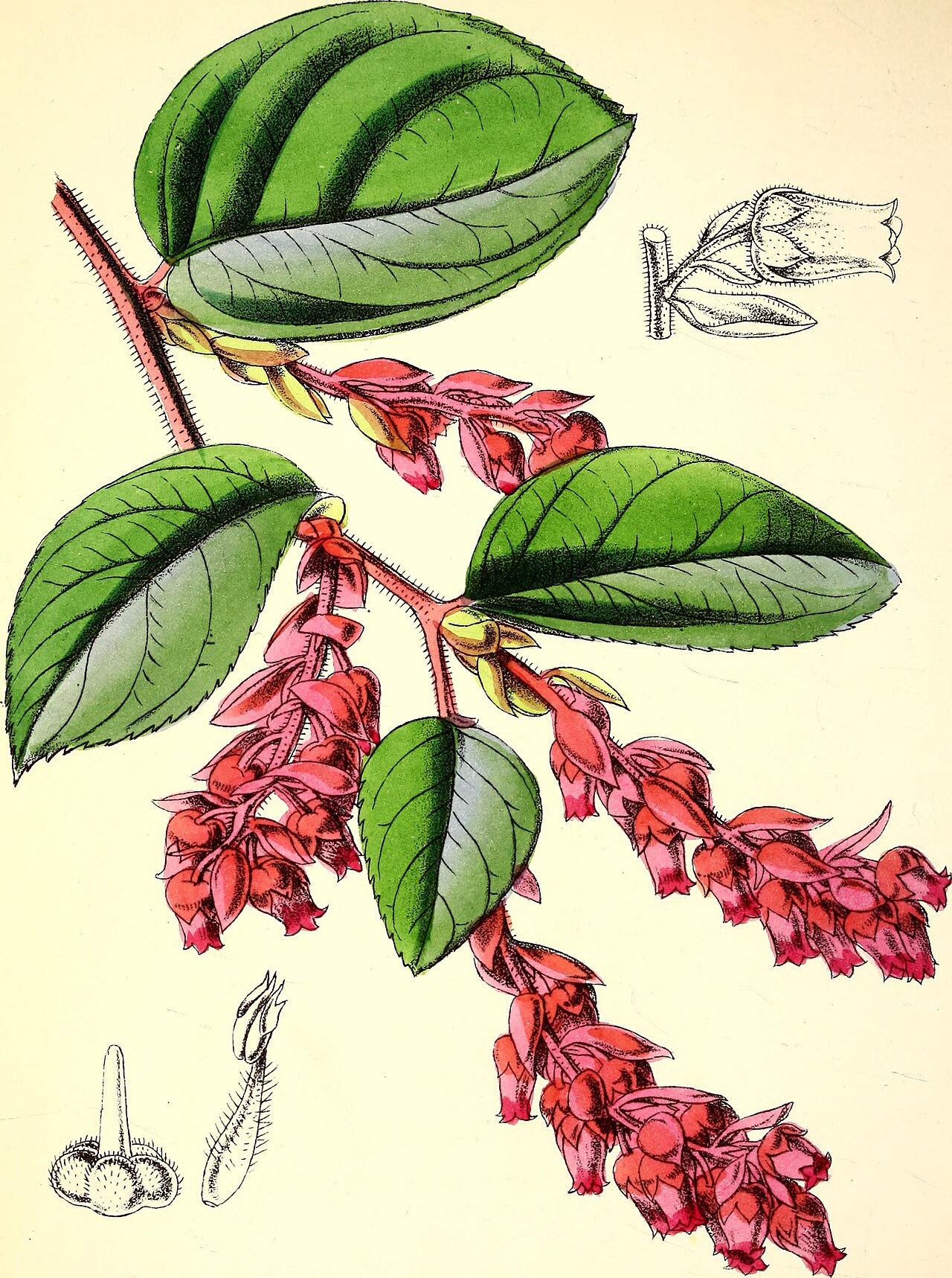 Clethra ovalifolia