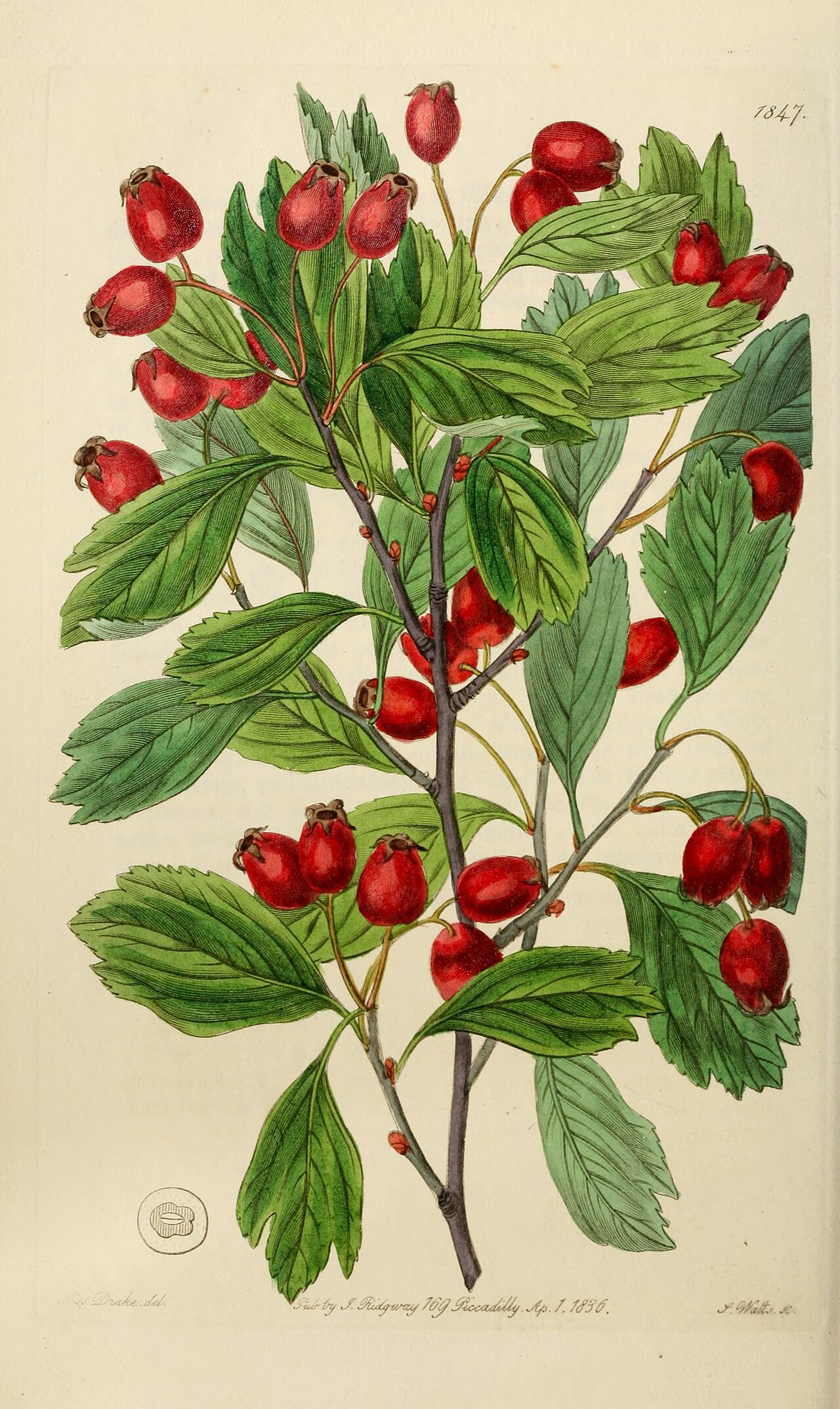 Crataegus heterophylla