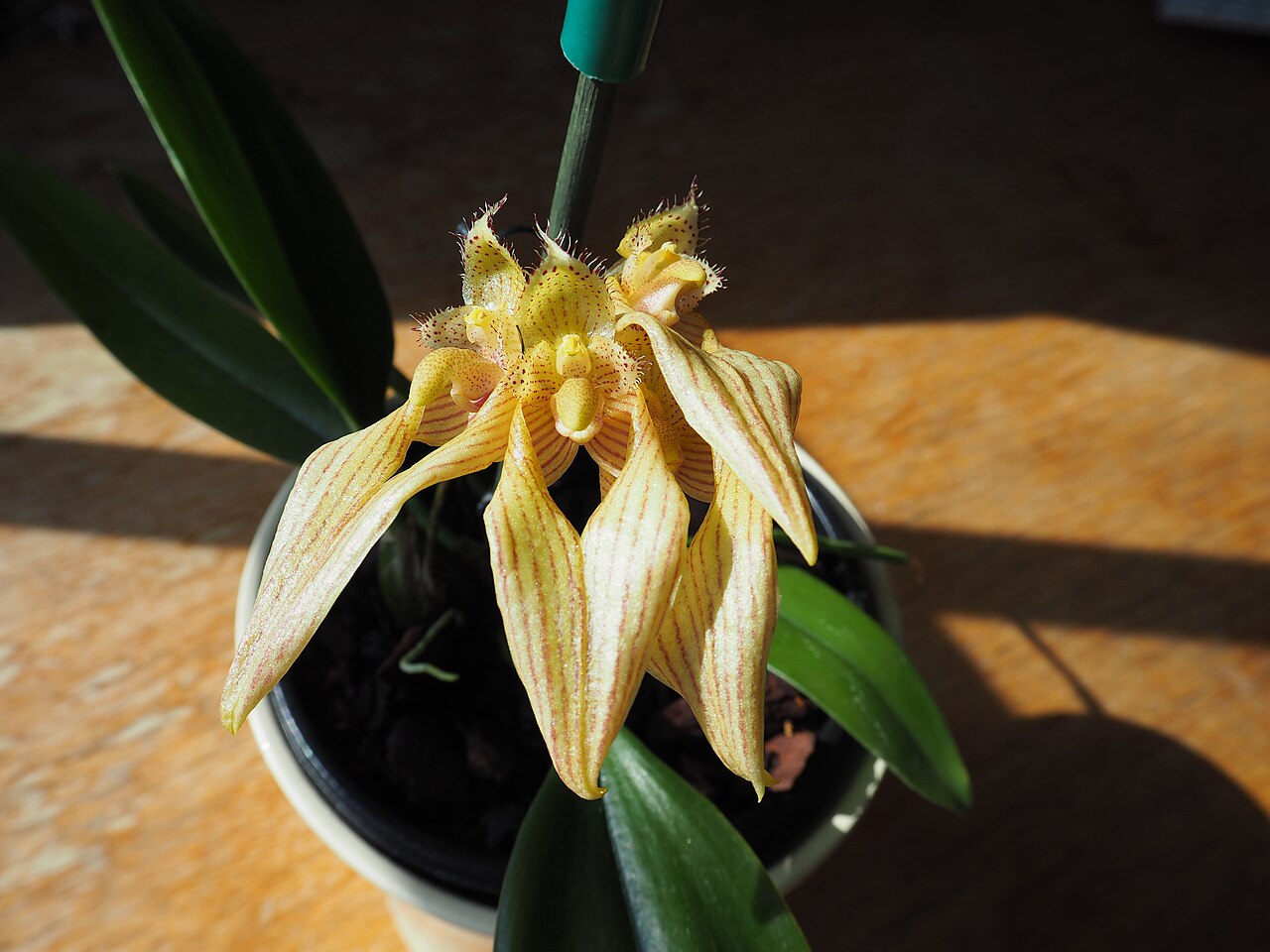 Bulbophyllum annandalei
