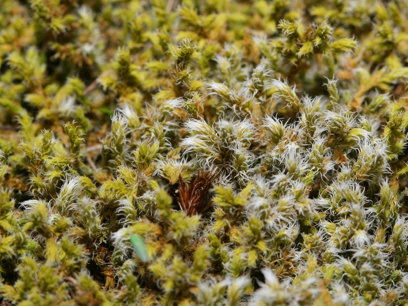 Niphotrichum elongatum