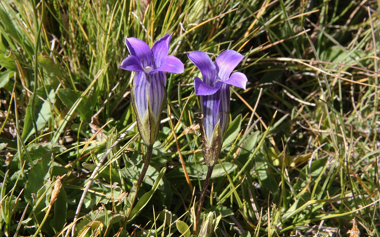 Gentianopsis holopetala