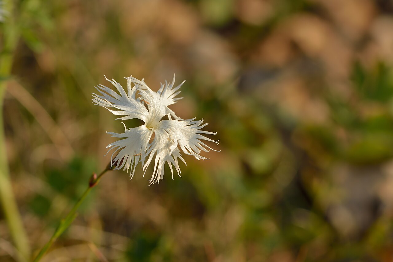 Dianthus arenarius