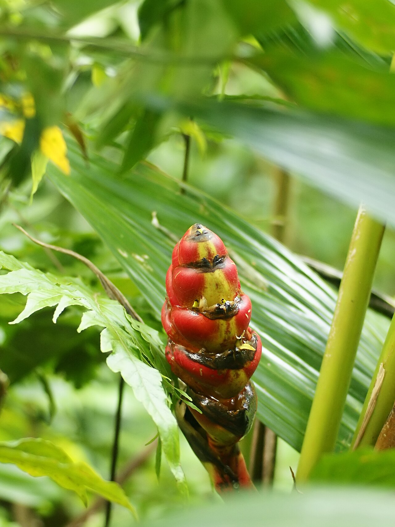 Heliconia imbricata