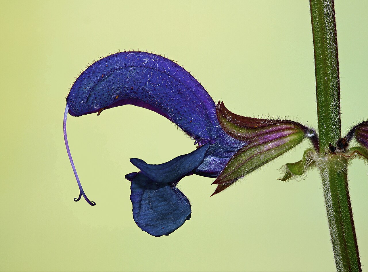 Salvia pratensis
