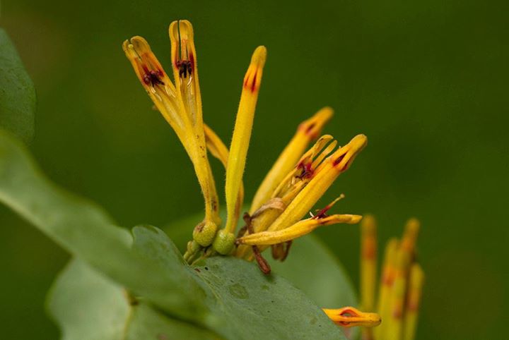 Agelanthus pungu