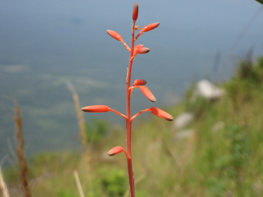 Aloe cannellii