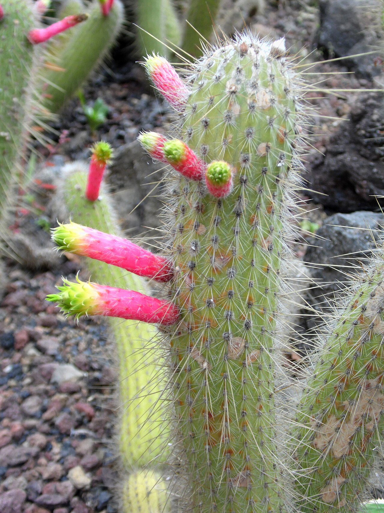 Cleistocactus smaragdiflorus