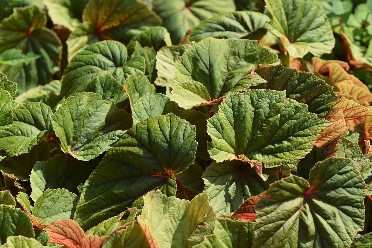 Begonia grandis