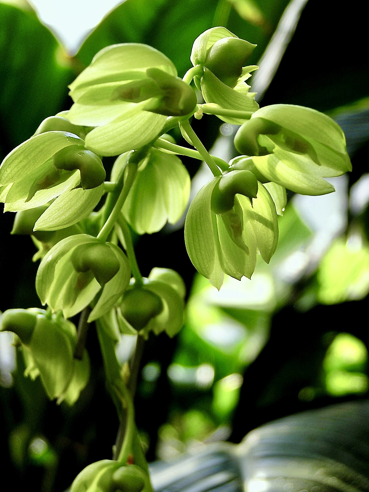 Catasetum purum